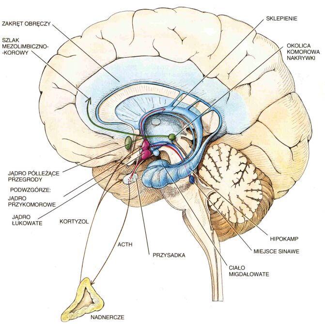 Pola korowe związane z układem limbicznym - kora zakrętu obręczy i zakrętu hipokampalnego - powierzchnia przyśrodkowa mózgu, tzw.