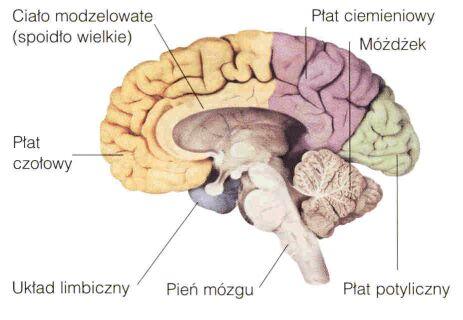 bruzda środkowa (Rolanda) bruzda boczna (Sylwiusza) Kresomózgowie (telencephalon): półkule mózgowe - strona zewnętrzna - płaty: czołowy, ciemieniowy, potyliczny, skroniowy; str.
