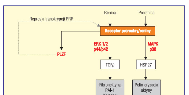 ATP6AP2+LPRS/6 Szlak Wnt