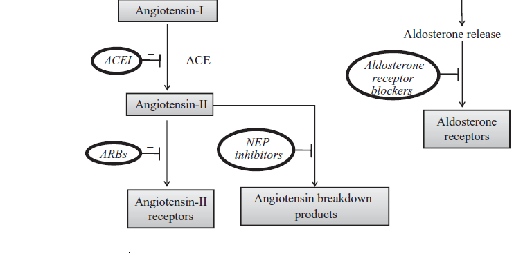 Możliwe miejsca hamowania układu RAA przez inhibitory reniny, enzymu