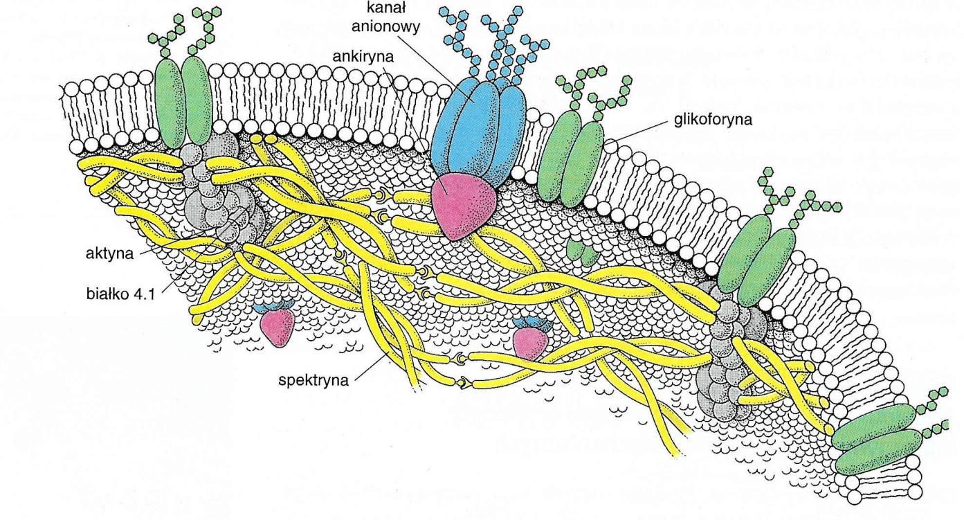 Asymetria błony Asymetria lipidów