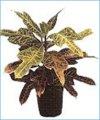 kliwia pomarańczowa Clivia miniata, szczególnie owoce podrażnienie skóry i błon śluzowych, zaburzenia rytmu serca, uszkodzenie wątroby i nerek kolokazja Colocasia silne podrażnienie błon śluzowych