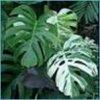 epipremnum, scindapsus, rafidofora Epipremnum aureum podrażnienia pyszczka i gardła, ślinotok, podrażnienia żołądka fasola, zwłaszcza gatunki