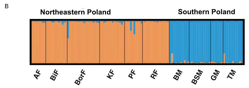 Genetyka w badaniach kuraków leśnych weryfikacja założeń taksonomicznych: