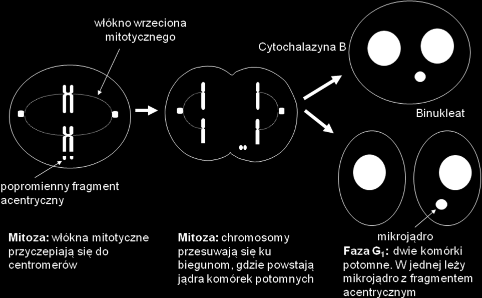 15 Zakład Mikrobiologii i Zakład Radiobiologii i Immunologii UJK Ćwiczenie nr.