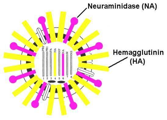 powierzchniowe antygeny hemaglutyninę (H) i neuraminidazę