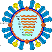 Wirusy H5N8 należą do dużej
