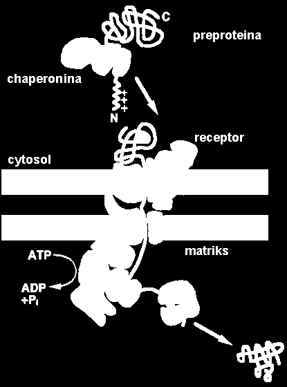 rybosom EKSPORT produktów translacji translokon retikulum endoplazmatyczne