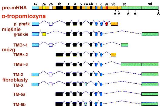 MONTAŻ produktu transkrypcji splicing mrna gotów do transportu brak rybosomów w jądrze umożliwia montaż mrna z odcinków niechciana różnorodność