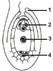 Zadanie 8. ( p.) Na rysunku przedstawiono schemat budowy zalążka roślin okrytonasiennych.