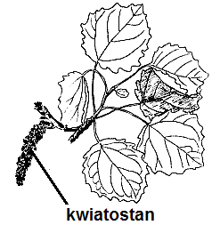 zapłodnieniu. Zadanie 9. (4 p.) Na rysunkach A i B przedstawiono pędy dwóch roślin.