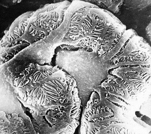CYTOSZKIELET w różnicowaniu cytoszkielet komórek endotelialnych komórki endotelialne naczynia włosowatego cytoszkielet umożliwia formowanie złożonych struktur o