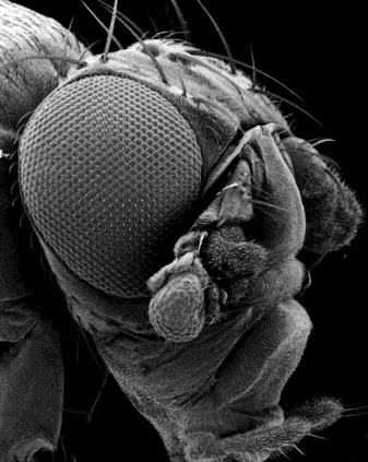 (oko zamiast antenny) Drosophila mutacja genu Antennapedia (odnóże zamiast antenny) ekspresja