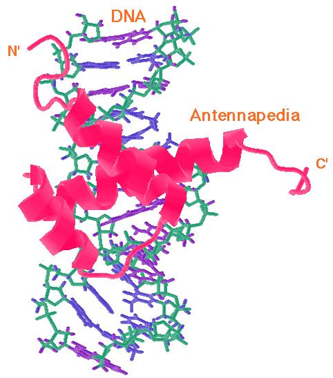 MECHANIZM regulacji transkrypcji domena homeobox Antennapedia na spirali DNA krótkie helisy domen białkowych czynników transkrypcyjnych służą do połączenia z DNA blokując wytwarzanie mrna