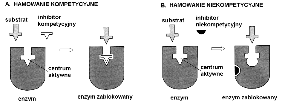 Aktywność enzymów może być hamowana przez cząsteczki zwane inhibitorami.