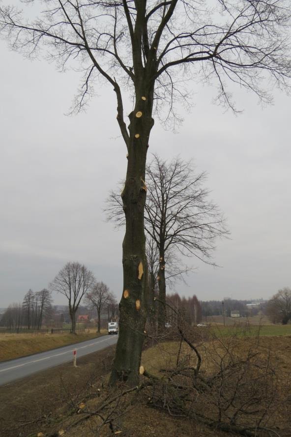 Na fotografiach poniżej: po lewej stronie, kilkuletnie nasadzenie, w którym w cyklach 3-4 letnich dokonuje się podkrzesania, rany na drzewach goją się bardzo dobrze, drzewa mają wzorowo rozwiniętą