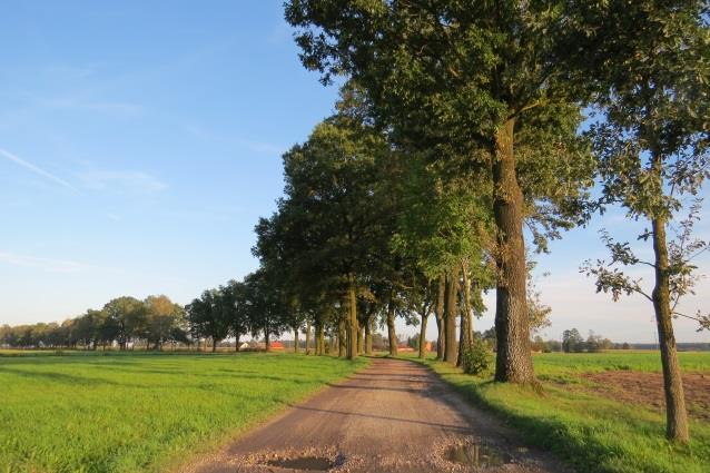 b. Liczba dojrzałych topól do zastąpienia w najbliższych latach: brak c.