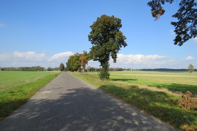 V dokumentacja fotograficzna Fot. 1 Widok na aleję. Po lewej i prawej na pierwszym planie jesiony pensylwańskie, dalej widoczne lipy. Fot. 2 Aleja nie jest ciągła, widoczne luki pomiędzy drzewami, konieczność uzupełnień.