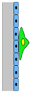 Postepy Hig Med Dosw (online), 2014; tom 68: 1287-1298 Zauważa się, że komórki MSC to swoisty fenomen hodowlany : większość bowiem cech fenotypowych tych komórek została zidentyfikowana w hodowlach