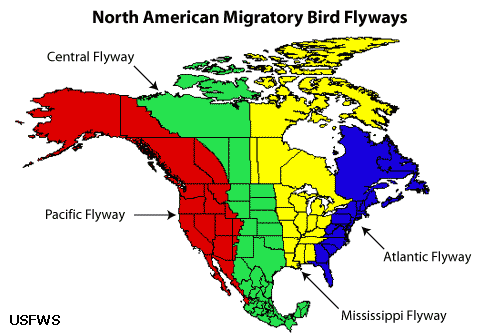 Trasy wędrówek ptaków migrujących w Ameryce Północnej Trasa Centralna WIOSNA = PÓŁNOC
