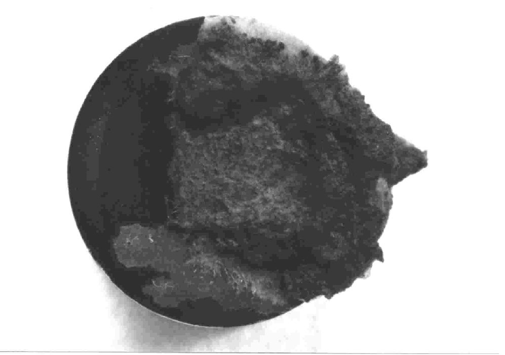 14 Pleśnie Bakterie Fungi Bacteria Aspergillus niger Pseudomonas Chaetomium globosum fluorescens Mucor circinelloides Bacillus subtilis Paecilomyces variotii Escherichia coli Penicillium ochrochloron
