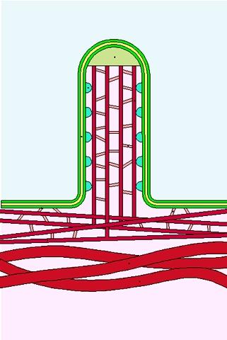 Struktury powierzchniowe Mikrokosmki Nieruchome wypustki błony komórkowej apikalnej części komórki Rdzeń stanowi pęczek mikrofilamentów cienkich