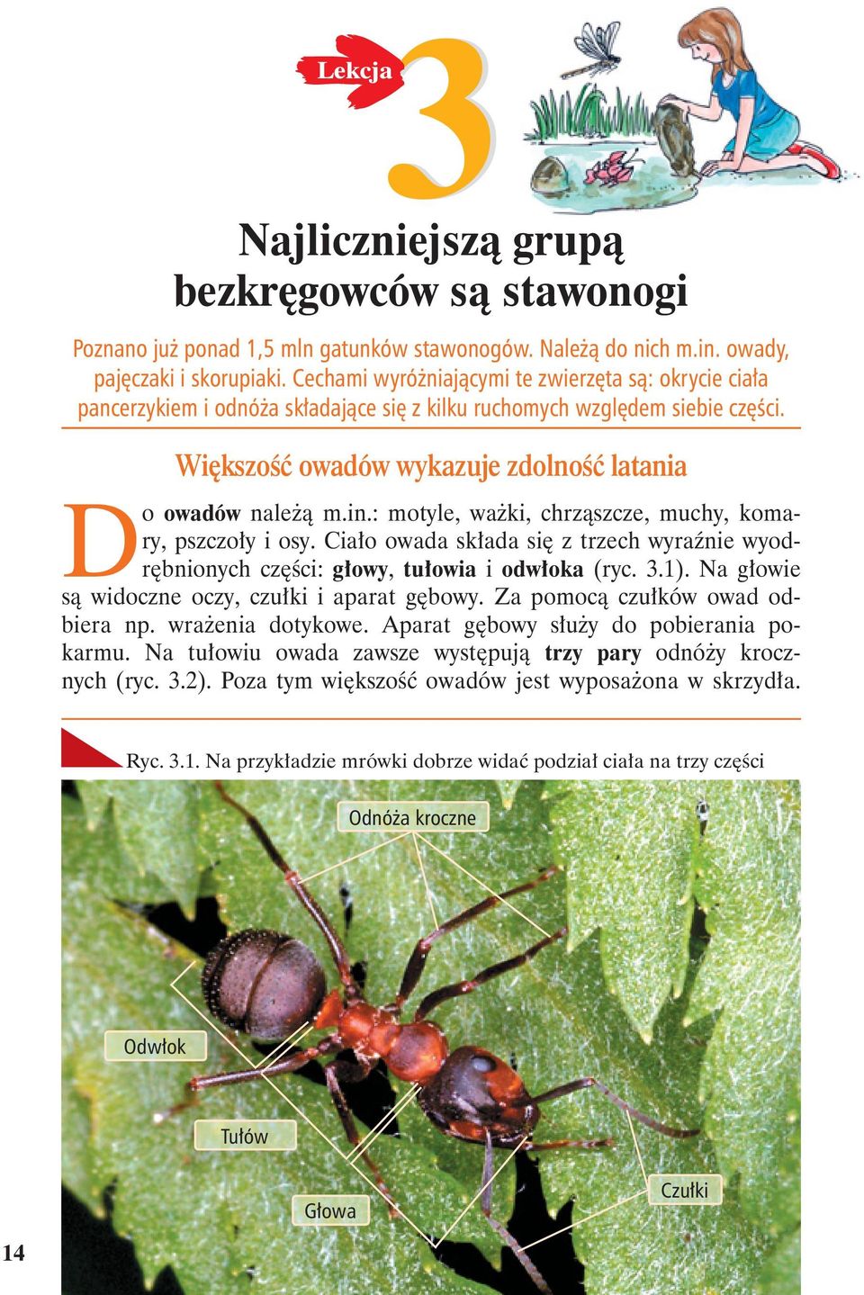: motyle, wa ki, chrz szcze, muchy, komary, pszczo y i osy. Cia o owada sk ada si z trzech wyra nie wyodr bnionych cz ci: g owy, tu owia i odw oka (ryc. 3.1).