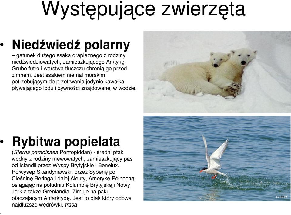 Rybitwa popielata (Sterna paradisaea Pontopiddan) -średni ptak wodny z rodziny mewowatych, zamieszkujący pas od Islandii przez Wyspy Brytyjskie i Benelux, Półwysep Skandynawski,