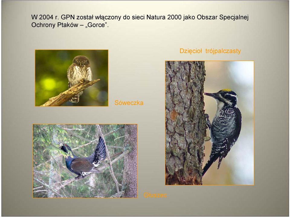 Natura 2000 jako Obszar