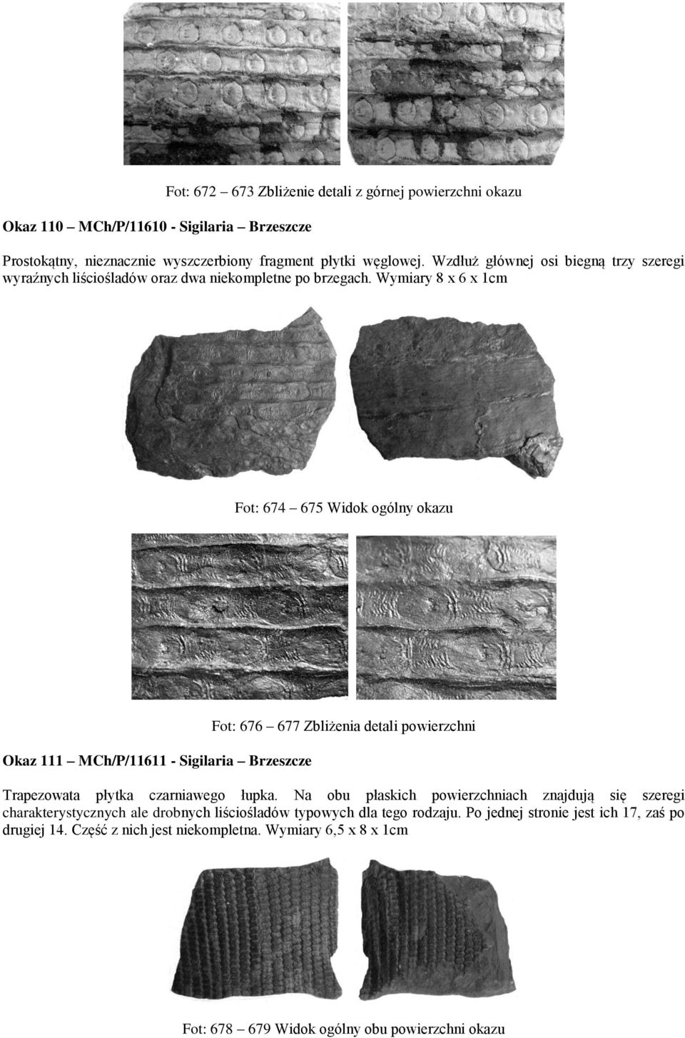 Wymiary 8 x 6 x 1cm Fot: 674 675 Widok ogólny okazu Okaz 111 MCh/P/11611 - Sigilaria Brzeszcze Fot: 676 677 Zbliżenia detali powierzchni Trapezowata płytka czarniawego łupka.