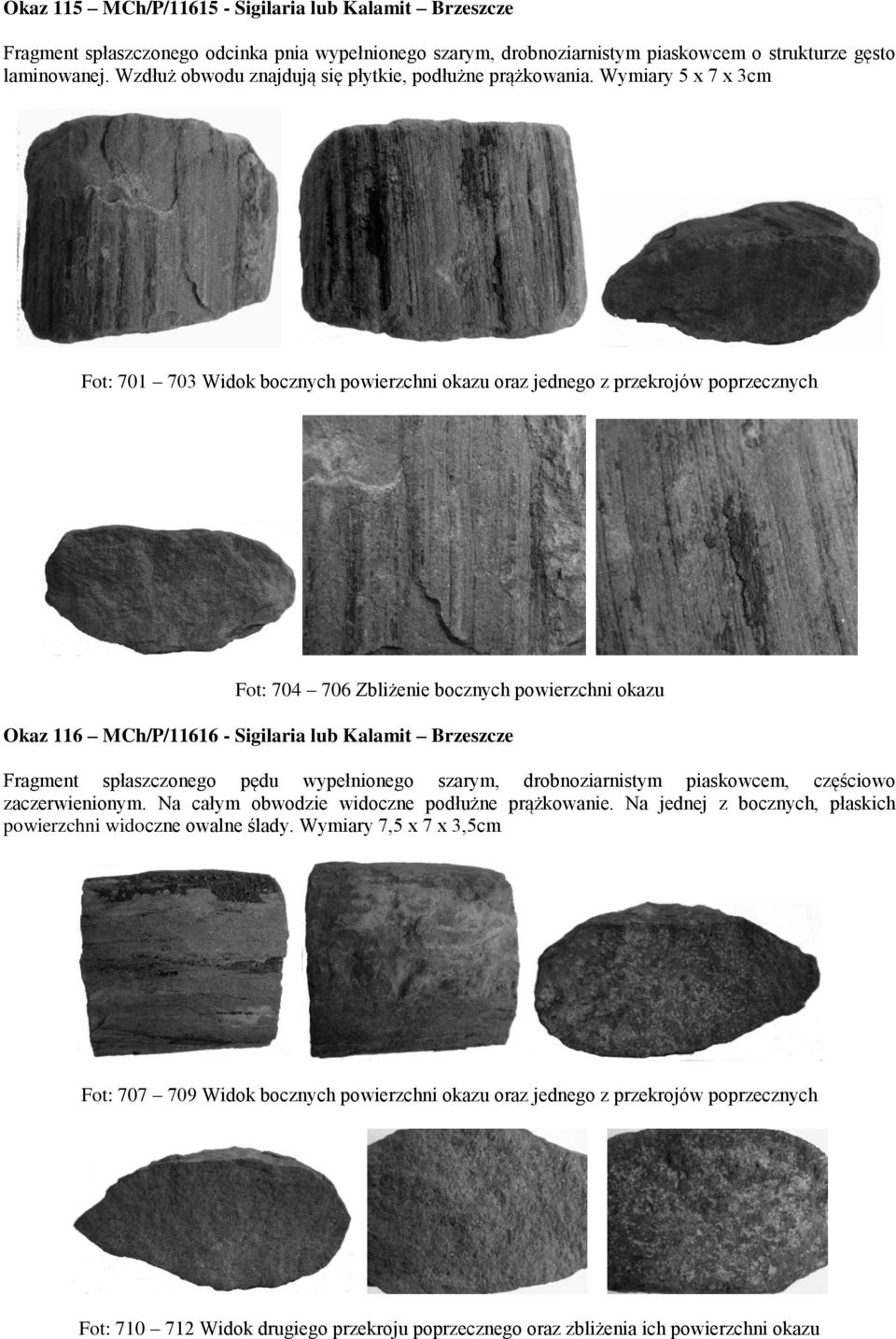 Wymiary 5 x 7 x 3cm Fot: 701 703 Widok bocznych powierzchni okazu oraz jednego z przekrojów poprzecznych Fot: 704 706 Zbliżenie bocznych powierzchni okazu Okaz 116 MCh/P/11616 - Sigilaria lub Kalamit