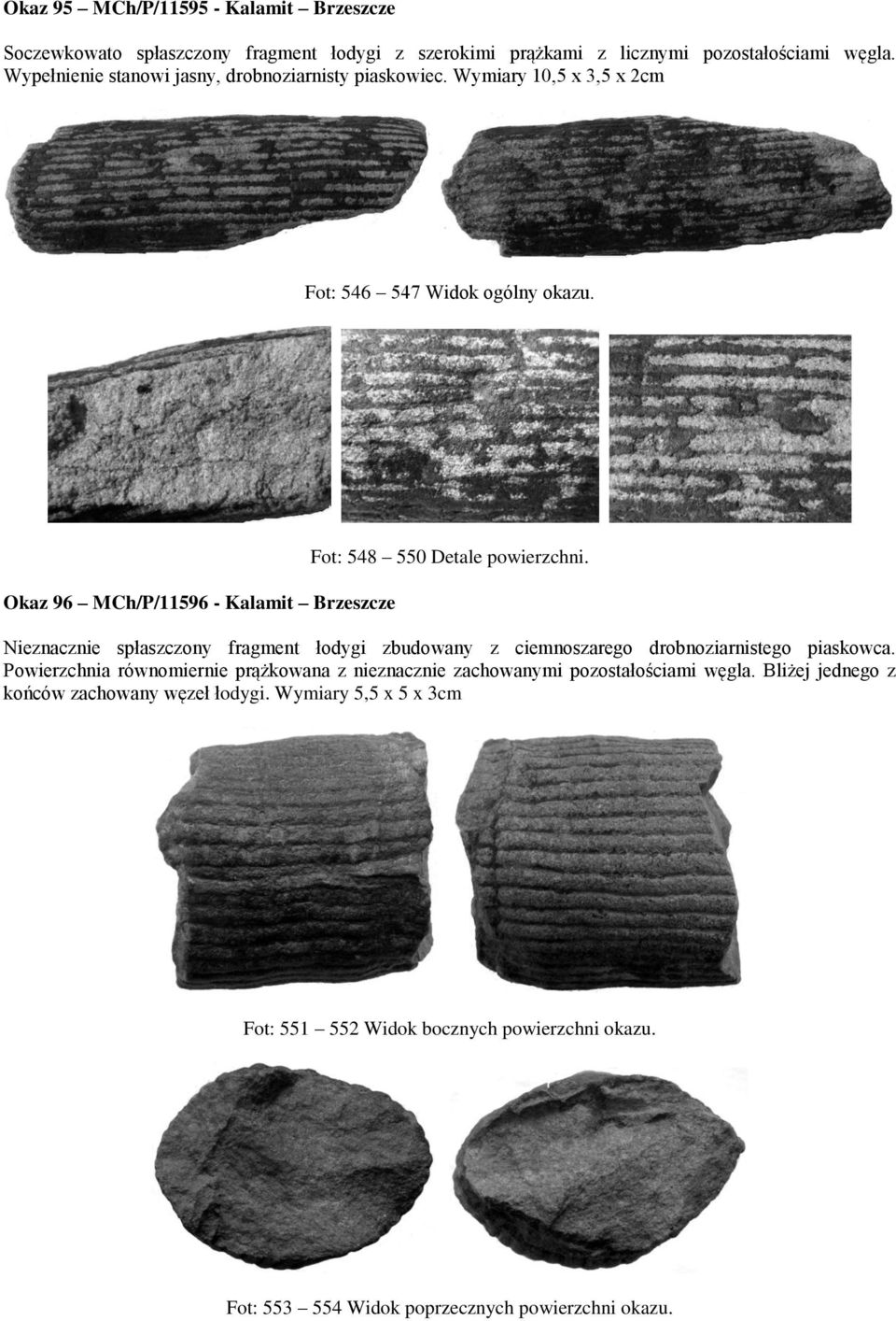 Okaz 96 MCh/P/11596 - Kalamit Brzeszcze Fot: 548 550 Detale powierzchni. Nieznacznie spłaszczony fragment łodygi zbudowany z ciemnoszarego drobnoziarnistego piaskowca.