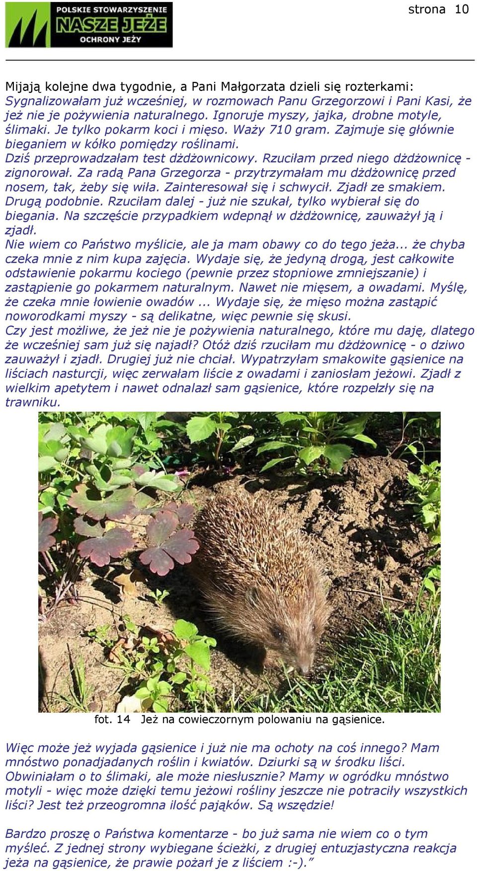 Rzuciłam przed niego dżdżownicę - zignorował. Za radą Pana Grzegorza - przytrzymałam mu dżdżownicę przed nosem, tak, żeby się wiła. Zainteresował się i schwycił. Zjadł ze smakiem. Drugą podobnie.