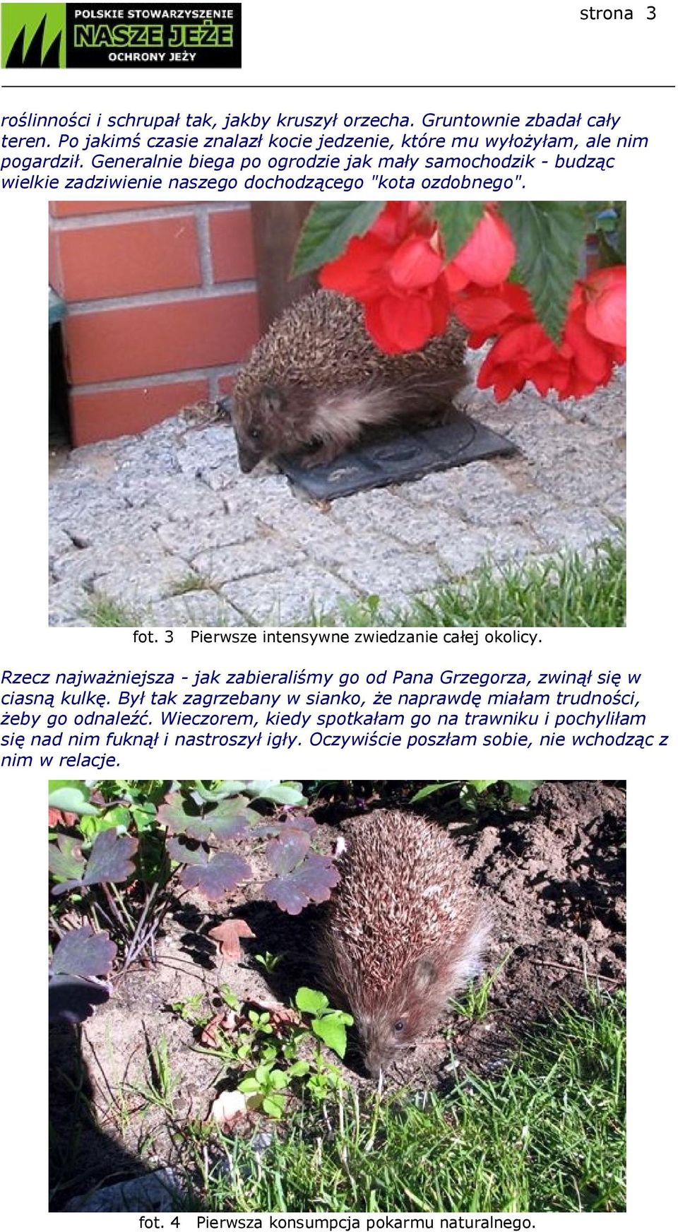 Rzecz najważniejsza - jak zabieraliśmy go od Pana Grzegorza, zwinął się w ciasną kulkę. Był tak zagrzebany w sianko, że naprawdę miałam trudności, żeby go odnaleźć.