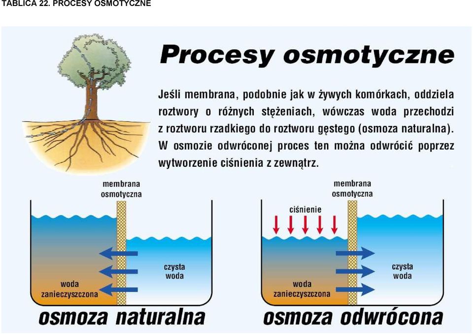 PROCESY