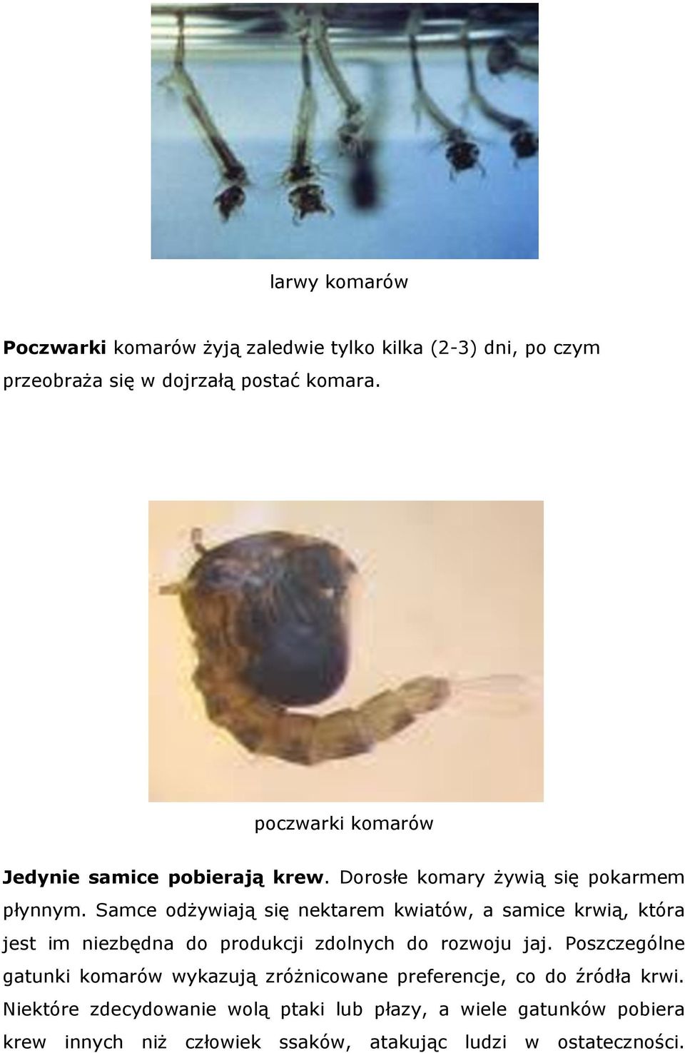 Samce odżywiają się nektarem kwiatów, a samice krwią, która jest im niezbędna do produkcji zdolnych do rozwoju jaj.
