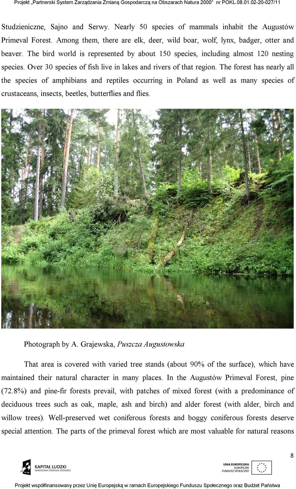 The forest has nearly all the species of amphibians and reptiles occurring in Poland as well as many species of crustaceans, insects, beetles, butterflies and flies. Photograph by A.