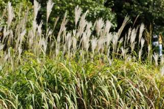 Miskantus (Miscanthus sp.) W uprawie w Polsce dominuje miskant olbrzymi (M.