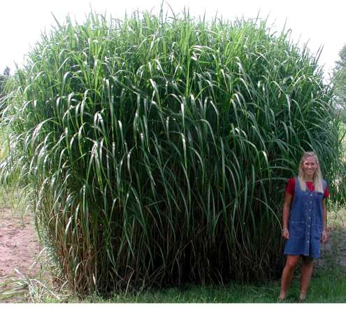 Miskant olbrzymi (Miscanthus x giganteus Greef et Deut.