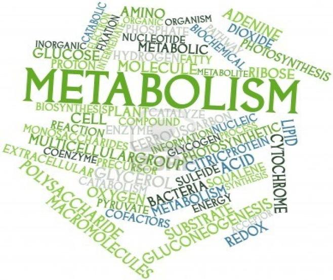 formach, takich jak: metabolizm, transfer impulsów,