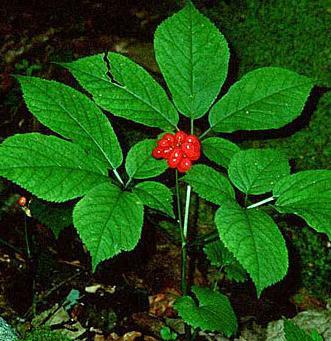 Withania somnifera