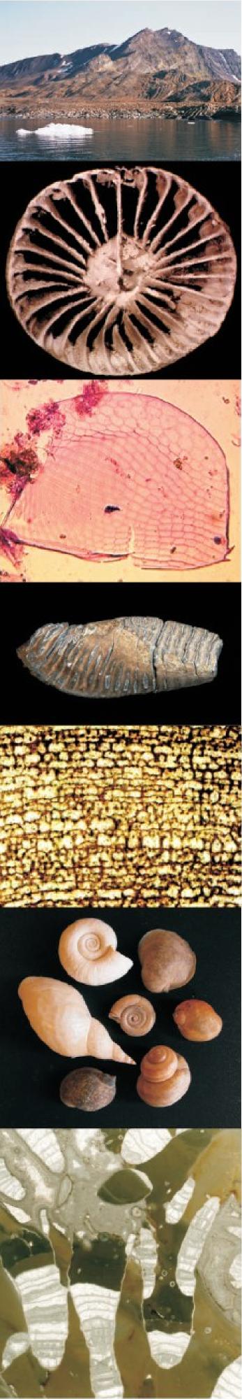 Sekcji Paleontologicznej Polskiego Towarzystwa