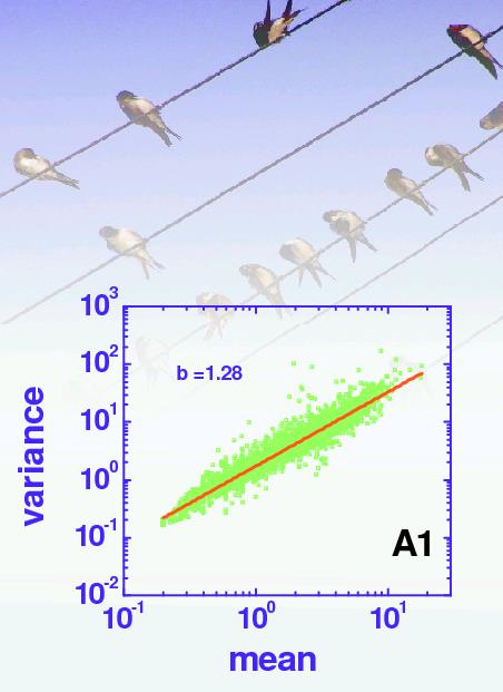 scaling 24 / 35 Blue Jay