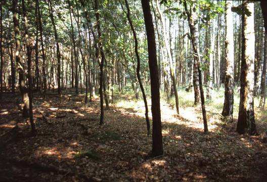 Forest Soil Ecosystem