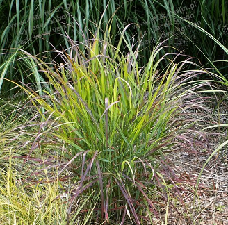 PROSO RÓZGOWE R (Panicum( virgatum) pochodzi z Ameryki Północnej wytwarza okazałe, zielone