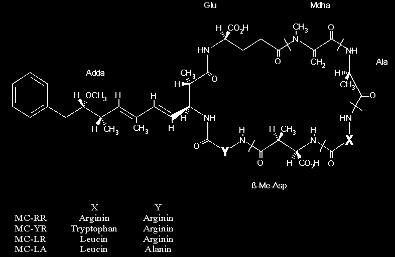 Hepatotoksyny Microcystyny-heptapeptydy Microcystis aeruginosa