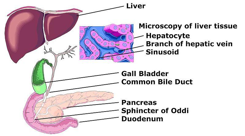 Hepatotoksyny Toksyczność (szczur, dootrzewnowo i.p.) LD 50 [µg /kg]: Microcystyna-LR LD 50 = 50 Microcystyna-RR LD 50 = 600