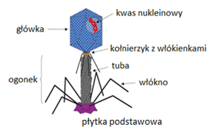 przez bakterie. Obecnie bakteriofagi są uważane za cenne narzędzie współczesnej biotechnologii i medycyny [1].