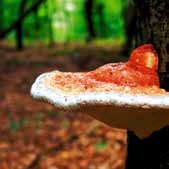 Grzyby GRZYBÓW BYŁO W BRÓD 31 1 2 3 1. Koźlarz babka (Leccinum scabrum) 2. Borowik szlachetny (Boletus edulis) 4 3. Podgrzybek brunatny (Xerocomus badius) 4. Grzybów było w bród 5.
