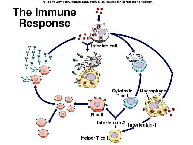 ODPOWIEDŹ IMMUNOLOGICZNA Patogen Przeciwciała (Ig) zainfekowana komórka cytoliza Komórki